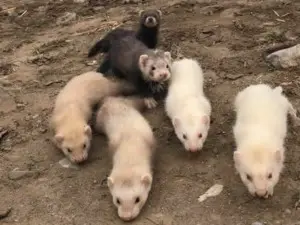 Rural pest control