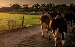farming pest control services