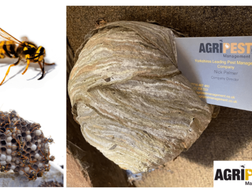Wasp Control