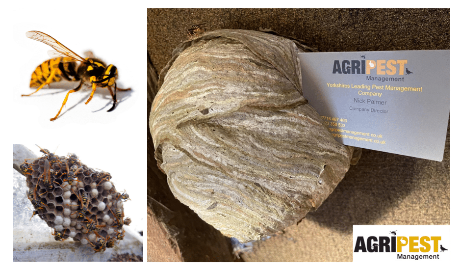 Wasp Control - AgriPest